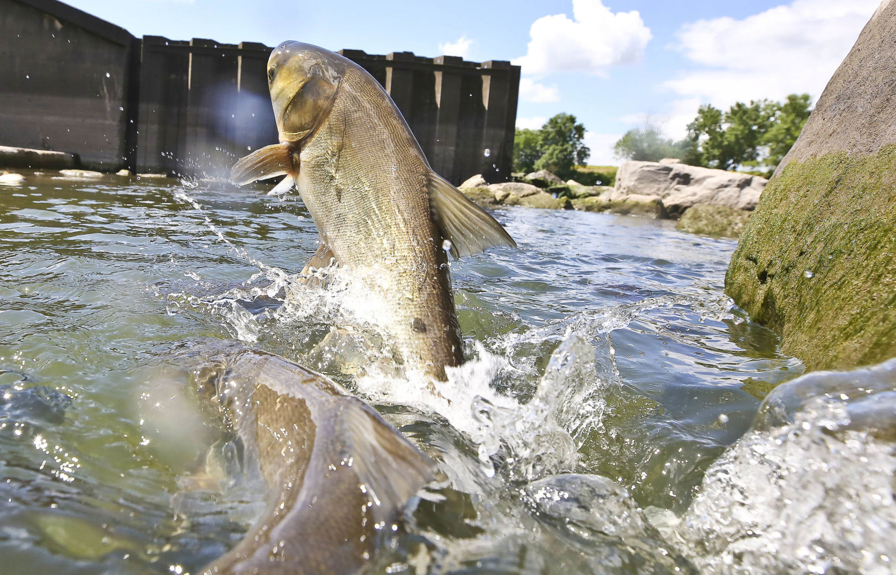 Asian_Carp 3 7.11.19.JPG
